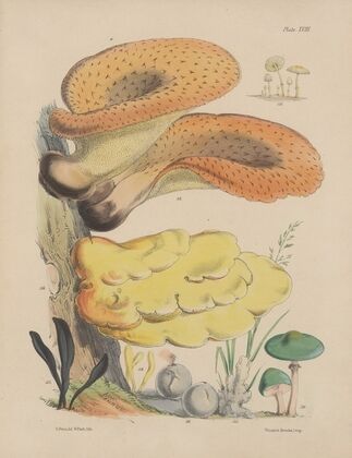 Illustrations of the fungi of our fields and woods Pl.18 — size preview