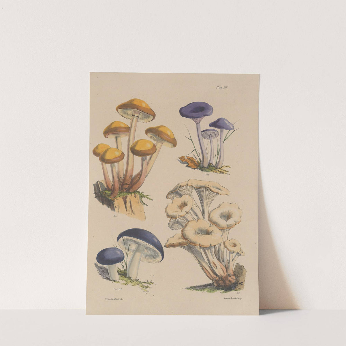 Illustrations of the fungi of our fields and woods Pl.19 by Sarah Price