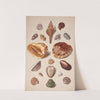 Illustrationsplanche Med Konkylier by Franz Michael Regenfus
