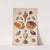 Illustrationsplanche Med Konkylier by Franz Michael Regenfus
