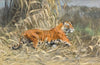 Im Dschungel (Tiger)