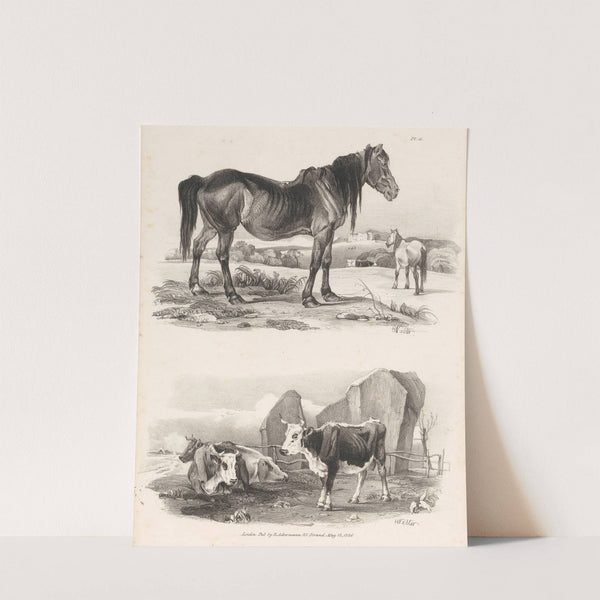 Images of Livestock, Plate 11 (1824) by Henry Walter
