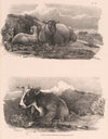 Images of Livestock, Plate 13 (1824)