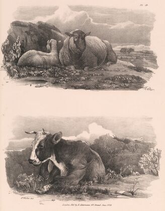 Images of Livestock, Plate 13 (1824)