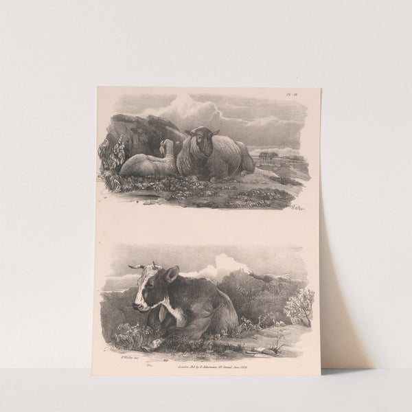 Images of Livestock, Plate 13 (1824) by Henry Walter