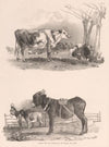 Images of Livestock, Plate 15 (1824)