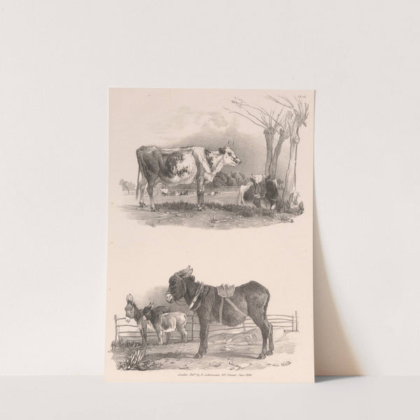 Images of Livestock, Plate 15 (1824) by Henry Walter