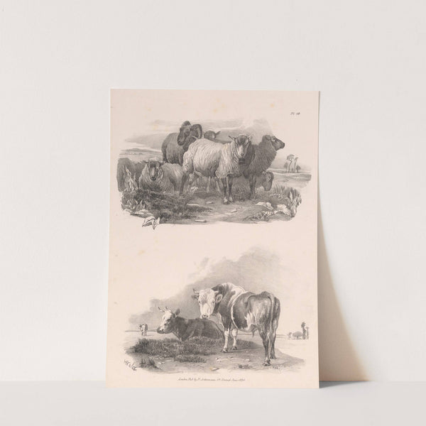 Images of Livestock, Plate 16 (1824) by Henry Walter