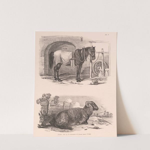 Images of Livestock, Plate 5 (1824) by Henry Walter