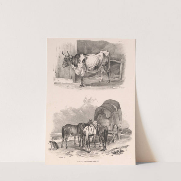 Images of Livestock, Plate 8 (1824) by Henry Walter