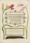 Imaginary Insect, Carnation, Bluebell, and Saturnid Caterpillar (1561–1596)