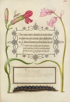 Imaginary Insect, Carnation, Bluebell, and Saturnid Caterpillar (1561–1596)