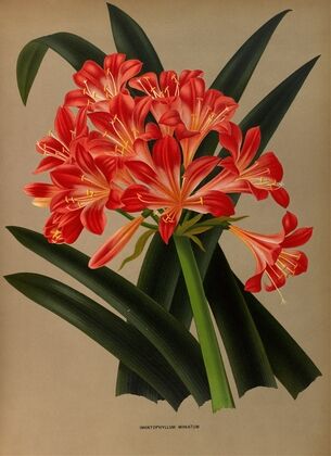 Imantophyllum Miniatum (1872-1881)