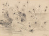In den Papyrussümpfen am Jipe-See zwischen Tansania und Kenia (1891)