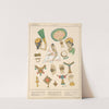 India - Jewels, adomments by Paul Louis de Giafferri