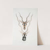 Indian Antelope, Antilopa cervicapra. Head and horn. 1. Young, 2. Adult. by John Edward Gray
