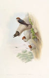 Indian Cliff-Swallow