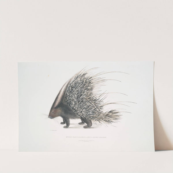 Indian Crested Porcupine, Histrix cristata. by John Edward Gray