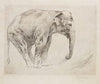 Indian Elephant (1915-1921)