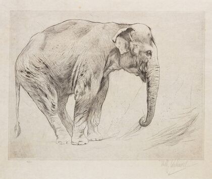 Indian Elephant (1915-1921)