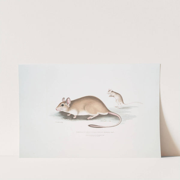 Indian Gerboa Rat, Gerbillus Indicus. by John Edward Gray