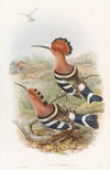 Indian Hoopoe