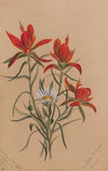 Indian Paintbrush (Castilleja rhexifolia) (1883)