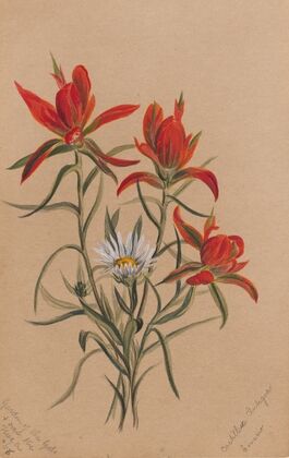 Indian Paintbrush (Castilleja rhexifolia) (1883)