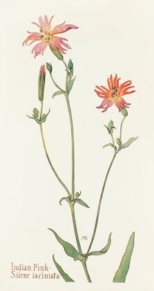 Indian Pink