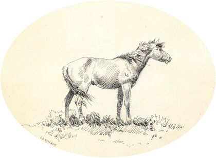 Indian Pony