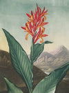 Indian reed