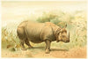 Indian Rhinoceros (1893-1896)