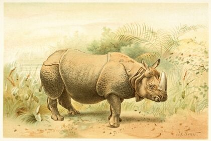 Indian Rhinoceros (1893-1896)