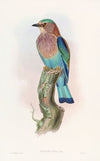 Indian Roller