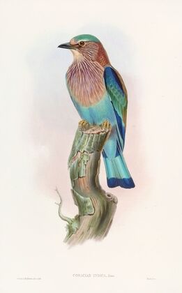 Indian Roller