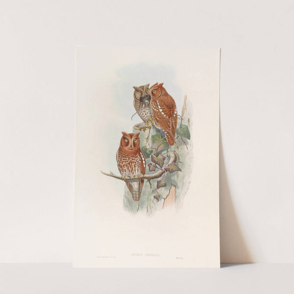 Indian Scops Owl by John Gould