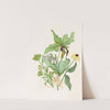 Indian Turnip, Showy Orchis, Painted Cup, Scarlet Cup, Cone Flower by Agnes Fitzgibbon