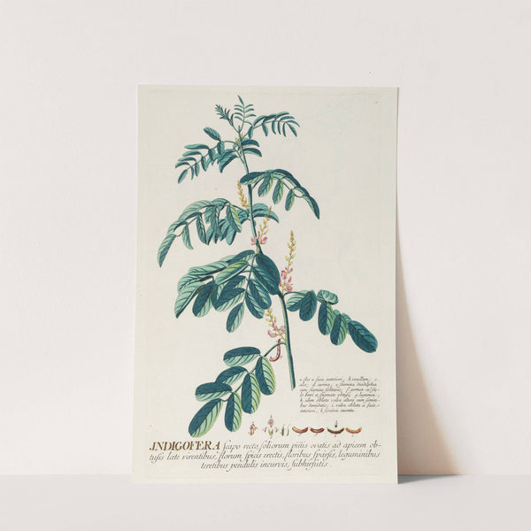 Indigofera II (1750-1773) by Georg Dionysius Ehret