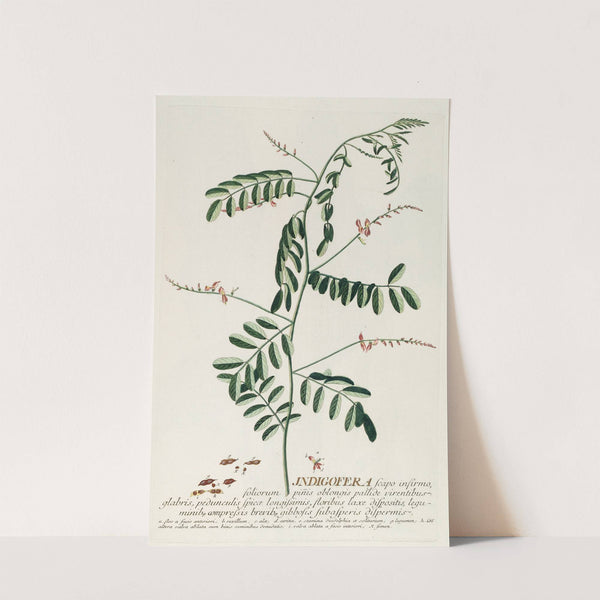 Indigofera III by Georg Dionysius Ehret