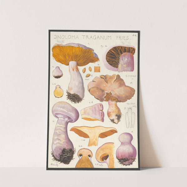 Inoloma Traganum Fries (1915-1945) by Hans Walty