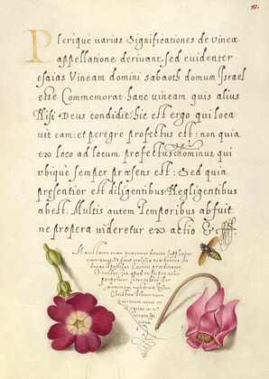 Insect, Balkan Primrose, and Alpine Violet (1561–1596)
