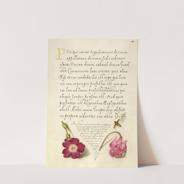 Insect, Balkan Primrose, and Alpine Violet (1561–1596) by Joris Hoefnagel