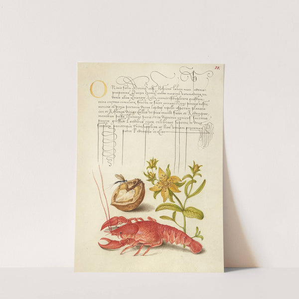 Insect, English Walnut, Saint John’s Wort, and Crayfish (1561–1596) by Joris Hoefnagel