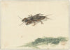 Insect