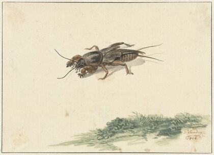 Insect