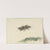 Insect by Gerard Sanders