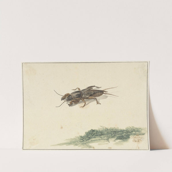 Insect by Gerard Sanders