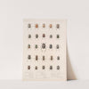 Insecta Coleoptera Pl 002 by Frederick DuCane Godman