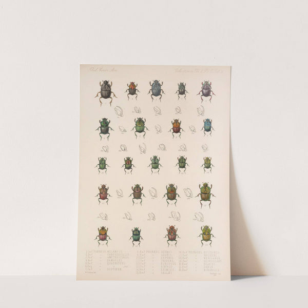 Insecta Coleoptera Pl 004 by Frederick DuCane Godman