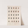 Insecta Coleoptera Pl 007 by Frederick DuCane Godman